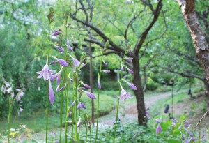 20140816ギボウシの花 (4)